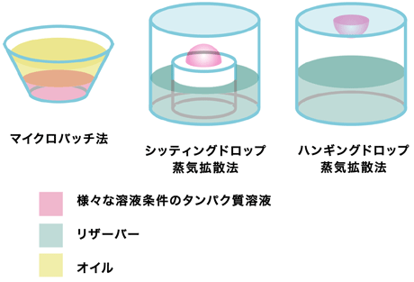 図2　研究に用いた結晶化方法の概略