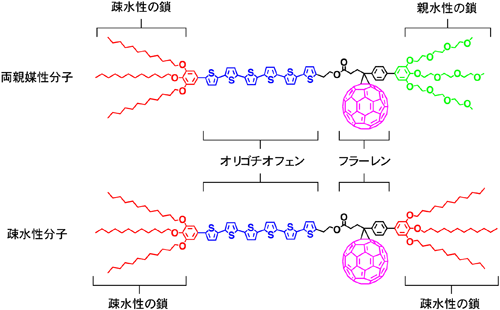 図1 両親媒性オリゴチオフェン-フラーレン誘導体の分子構造と疎水性オリゴチオフェン-フラーレン誘導体の分子構造