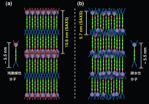 図２ 両親媒性分子からなる分子配列構造の模式図と疎水性分子からなる分子配列構造の模式図