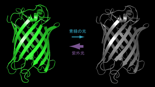 図１フォトクロミック蛍光タンパク質ドロンパ