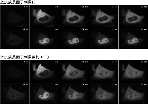 図2　ドロンパを利用したタンパク質動態解析の例