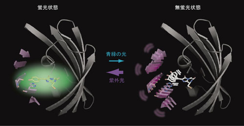 図6　ドロンパのフォトクロミズムの分子機構