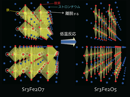 図４：Sr3Fe2O7（左）の低温反応により，鉄が梯子格子を形成するSr3Fe2O5（右）が得られました