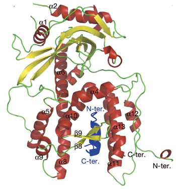 図１．インフルエンザウイルスのRNAポリメラーゼPA(238-716)-PB1(1-81)の結晶構造