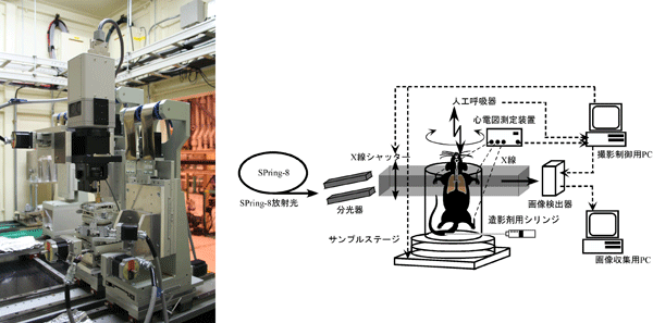 図1　高分解能in vivo-CTシステム