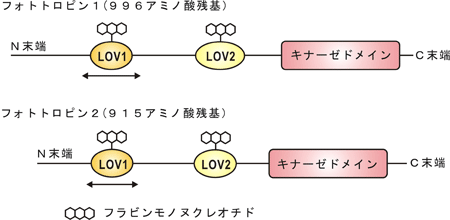 図1．フォトトロピン1、フォトトロピン2アミノ酸配列上の機能単位の位置