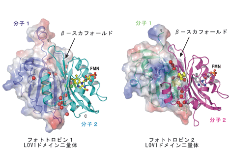 図2．フォトトロピン1（左図）、フォトトロピン2（右図）の光受容LOV1ドメイン二量体の立体構造（大きさは約40Å）