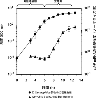 図1　サーマス・サーモフィラス HB8株の増殖とsdrP mRNA発現量の経時変化