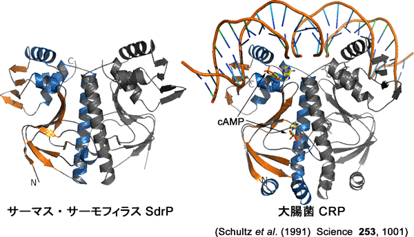 図2　サーマス・サーモフィラス SdrPと代表的なCRP/FNRファミリータンパク質 大腸菌 CRP（cAMPとの複合体）の立体構造