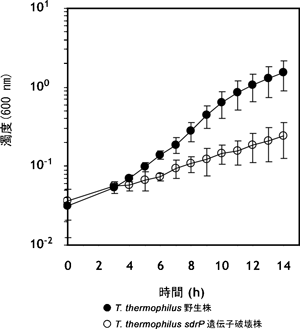 図4　最少培地中におけるサーマス・サーモフィラス HB8野生株とsdrP遺伝子破壊株の増殖曲線