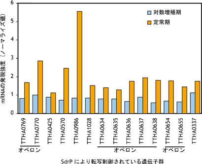 図6　各標的遺伝子の対数増殖期と定常期におけるmRNA発現量