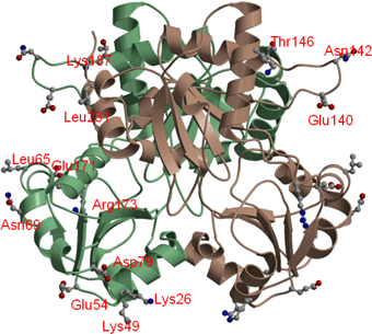 図3　PhDS2量体分子上の変異導入個所