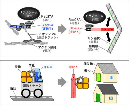 図1 成熟したメラノソーム上には荷札役のRab27Aが特異的に存在している