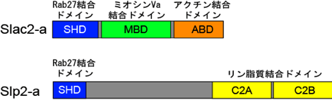 図2 Slac2-aとSlp2-aのドメイン構造
