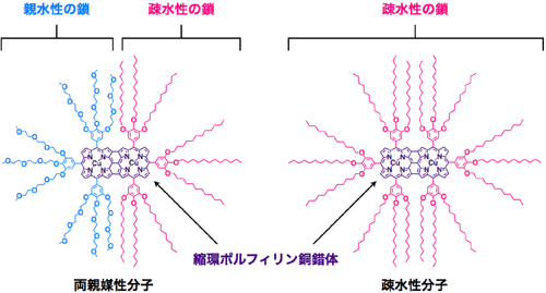 図1　両親媒性縮環ポルフィリン銅錯体の分子構造（左）と疎水性縮環ポルフィリン銅錯体の分子構造（右）