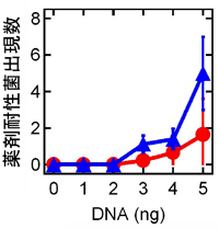  図1　mutS2遺伝子破壊株の薬剤耐性遺伝子獲得能