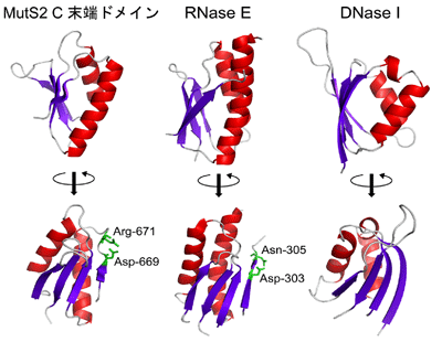 図2　MutS2の部分構造とRNA/DNA分解酵素の部分構造