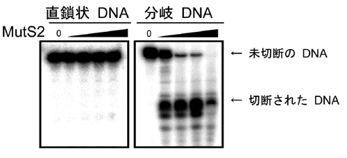 図3　MutS2によるDNA組換え中間体の切断