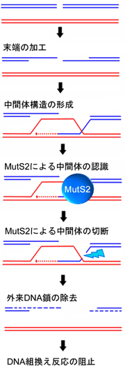 図4　MutS2 によるDNA組換え反応の抑制モデル