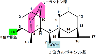 活性型ジベレリンGA4の構造