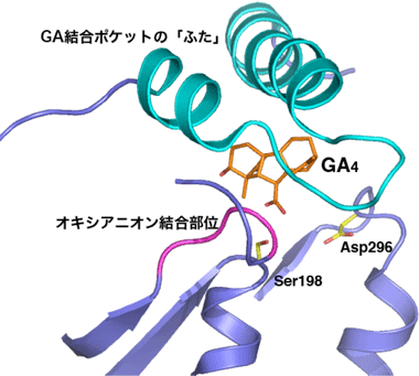 図２　ジベレリン受容体のジベレリン（GA）結合ポケットの拡大図