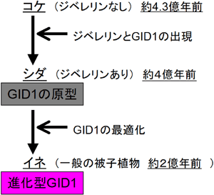 図４　ジベレリン受容体(GID1)の進化