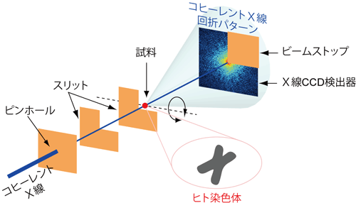 図１　コヒーレントX線回折を利用した顕微鏡の概念図