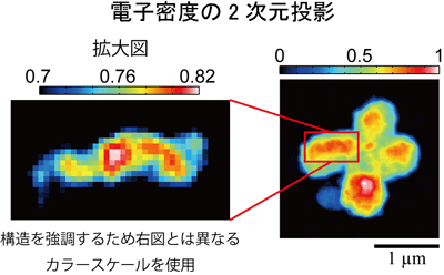 図3　再構成したヒト染色体の2次元投影像