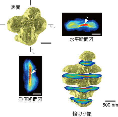 図4　再構成したヒト染色体の3次元画像