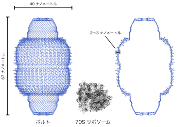 図2 ラット肝臓由来ボルトの全体構造