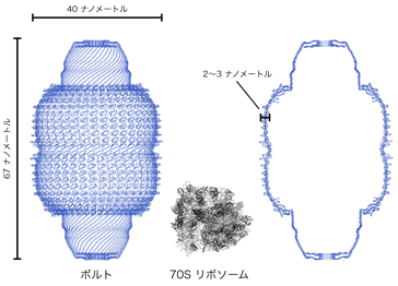 図２　ラット肝臓由来ボルトの全体構造