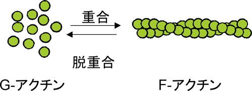 図1　アクチンの重合・脱重合