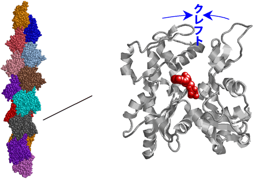 図3　F-アクチンの構造モデル