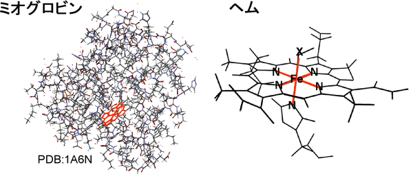 図1.　ミオグロビンの分子構造例と内包されたヘムの拡大図。