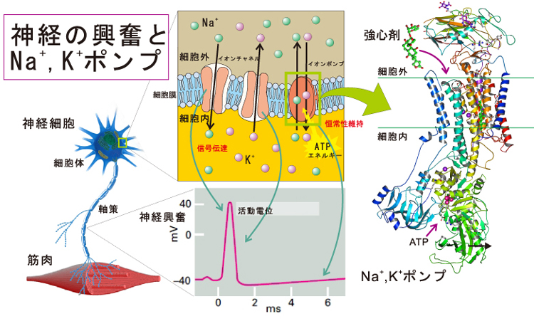 図1 神経の興奮とNa+, K+ポンプ