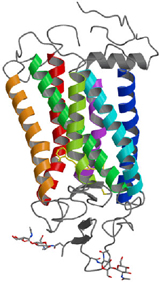 ウシ・ロドプシンの立体構造
