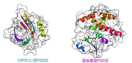 図1　リポカリン型PGDSと造血器型PGDSの立体構図