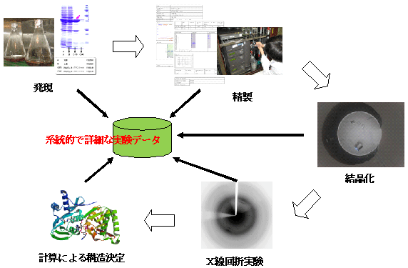 図1　タンパク質結晶構造解析の流れと実験データ