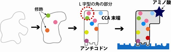 図1　tRNAの成熟化プロセス