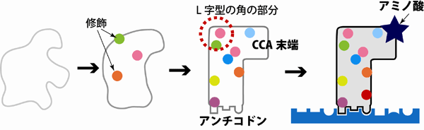 図1 tRNAの成熟化プロセス