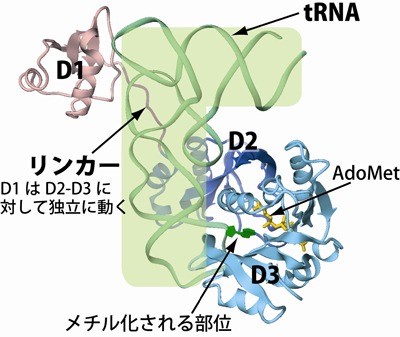 図2 aTrm5-tRNA-AdoMet複合体の立体構造
