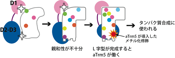図3　aTrm5によるtRNAのL字型構造のチェック機構