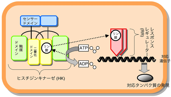 図1  微生物の環境適応システム「二成分情報伝達系」模式図