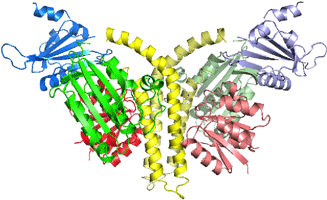 図2  ヒスチジンキナーゼとレスポンスレギュレーターの複合体構造