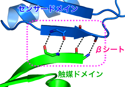 図3　センサードメインと触媒ドメインの間で形成するβシート