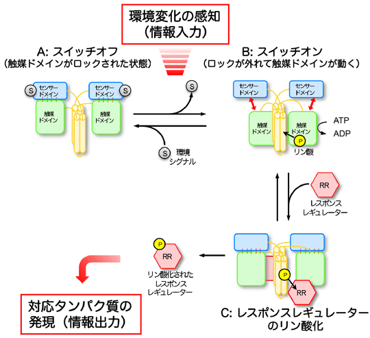 図4　ヒスチジンキナーゼが環境変化感知をリン酸化反応に変換するメカニズムの模式図