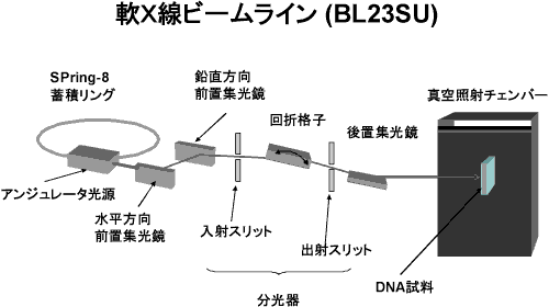 図1　軟Ｘ線ビームラインとそこに設置されたDNA試料照射用真空チェンバー 