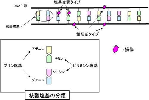 図2　様々なDNA損傷