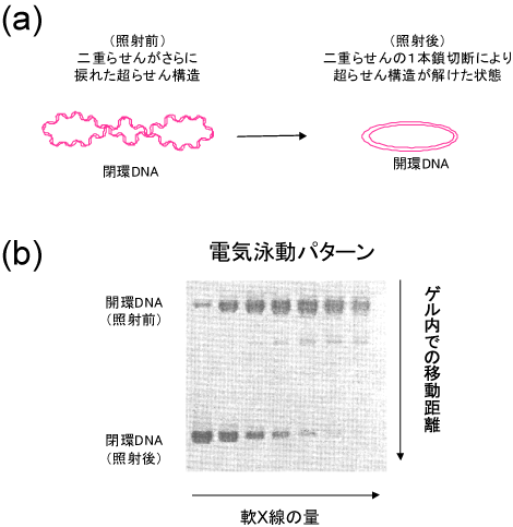 図3　ゲル電気泳動法によるプラスミドDNA鎖切断の検出