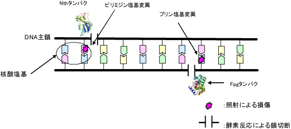 図4　FpgおよびNthタンパク質による核酸塩基変異の鎖切断化